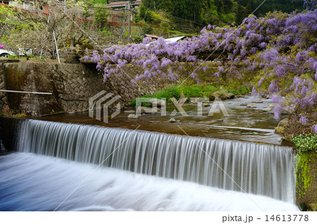 愛の藤橋 愛の藤橋 14613778