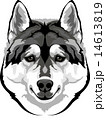 head husky 14613819