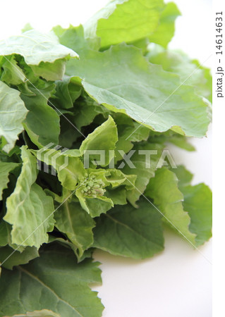 油菜 油菜 14614631