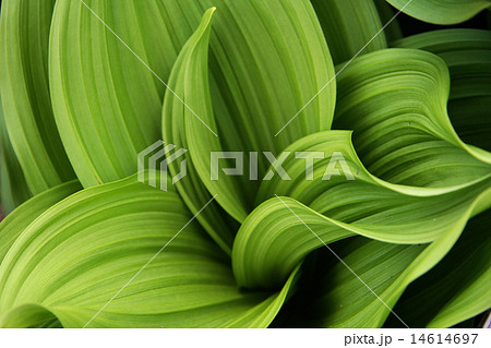 コバイケイソウ 14614697