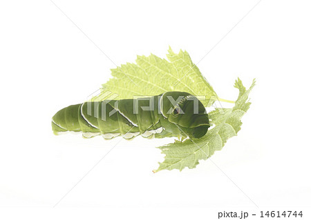 幼虫、ナミアゲハのい幼虫 14614744