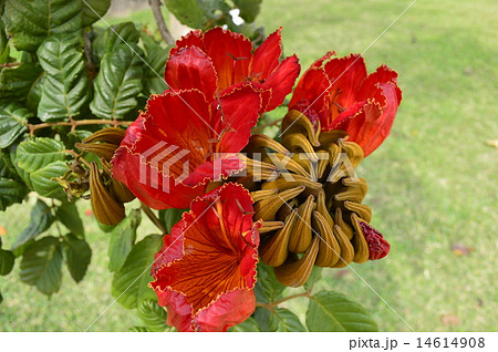 火焔木（カエンボク）の花 14614908