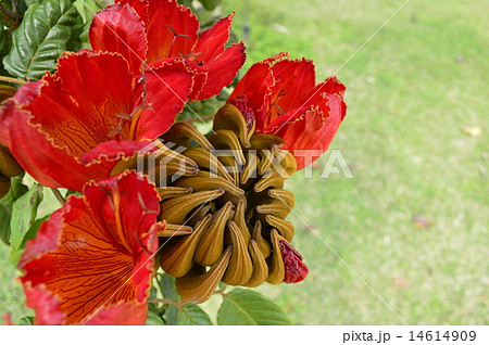 火焔木（カエンボク）の花 14614909