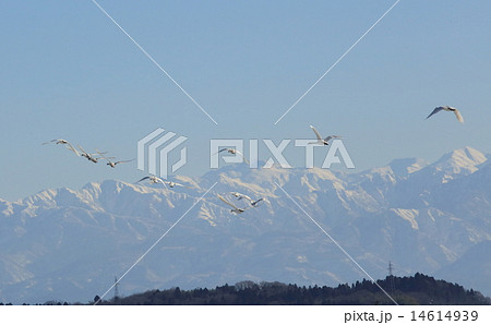 立山連邦と北帰行 14614939