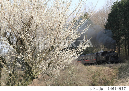 真岡鐵道「梅の花とSLもおか号」 真岡鐵道「梅の花とSLもおか号」 14614957