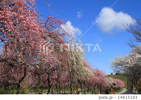 三重県いなべ市の梅林公園 三重県いなべ市の梅林公園 14615103