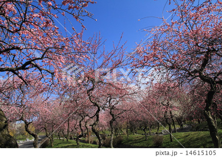 三重県いなべ市の梅林公園 三重県いなべ市の梅林公園 14615105