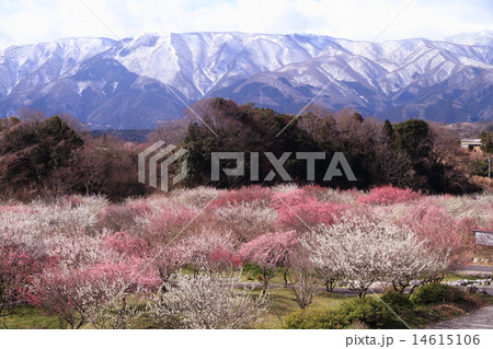 三重県いなべ市の梅林公園 三重県いなべ市の梅林公園 14615106