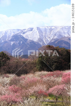 三重県いなべ市の梅林公園 14615109