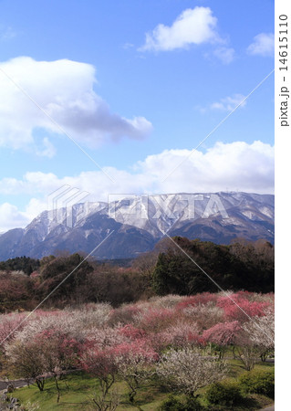 三重県いなべ市の梅林公園 三重県いなべ市の梅林公園 14615110
