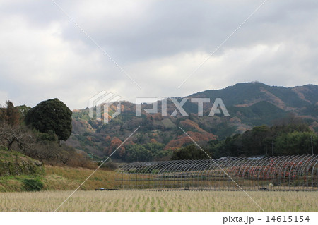奈良県の「山辺の道 奈良県の「山辺の道 14615154