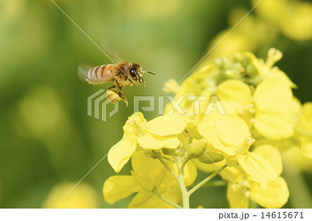 Honeybee flying 14615671