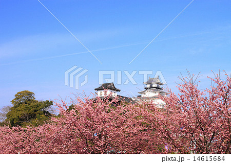 3月静岡 掛川城・天守閣と太鼓櫓と掛川桜 3月静岡 掛川城・天守閣と太鼓櫓と掛川桜 14615684