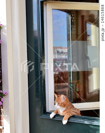 窓から覗く猫の写真素材