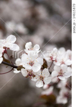 サクラ? ベニスモモです サクラ? ベニスモモです 14615870