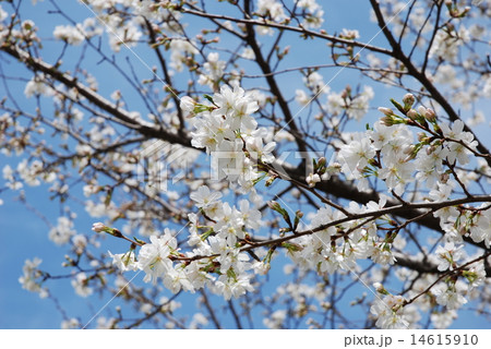 桜 14615910