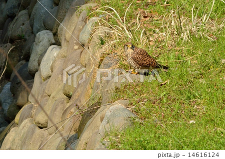 チョウゲンボウ 14616124