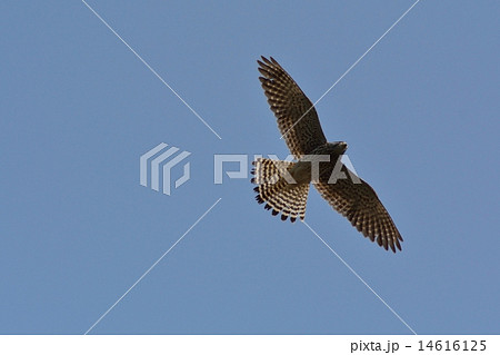 チョウゲンボウ 14616125