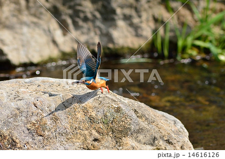カワセミ 14616126