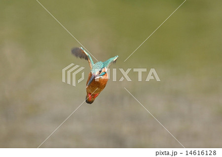 カワセミ 14616128