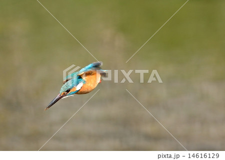 カワセミ カワセミ 14616129