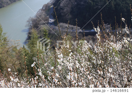 渓谷の梅 14616691