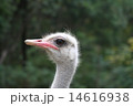 ダチョウ 14616938