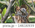 ワオキツネザル 14616939