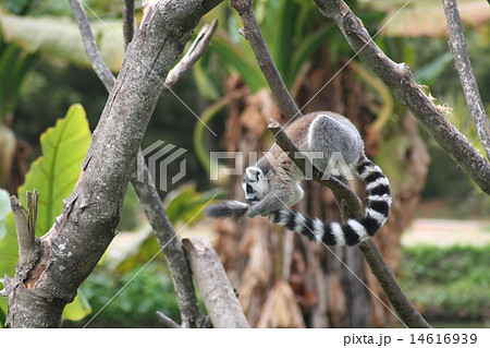 ワオキツネザル 14616939