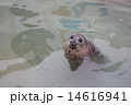 アザラシ 14616941