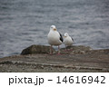 ウミネコ 14616942