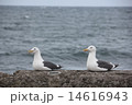ウミネコ 14616943