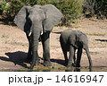 アフリカゾウ 14616947