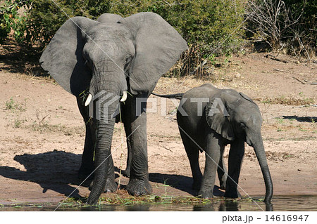 アフリカゾウ 14616947