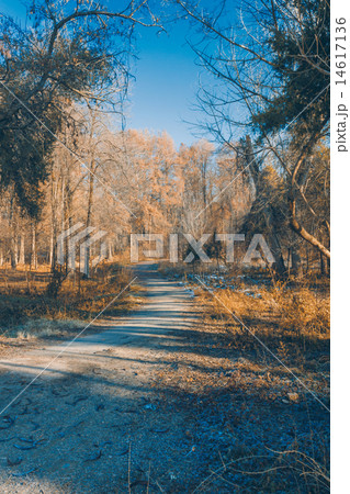 Way in the old park 14617136