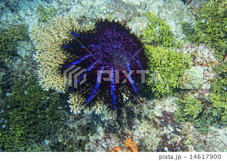 Sea star crown of thorns 14617900