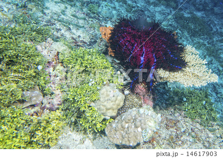 Sea star crown of thorns Sea star crown of thorns 14617903