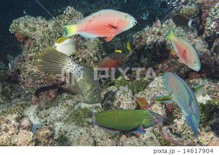 Harlequin filefish Harlequin filefish 14617904