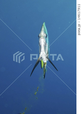 bat fish portrait bat fish portrait 14617911