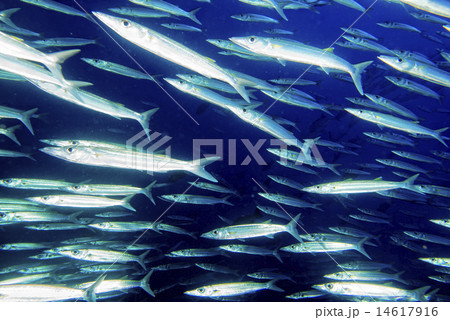 Barracuda Fish underwater Barracuda Fish underwater 14617916