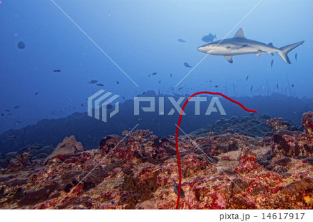 Grey shark jaws ready to attack Grey shark jaws ready to attack 14617917