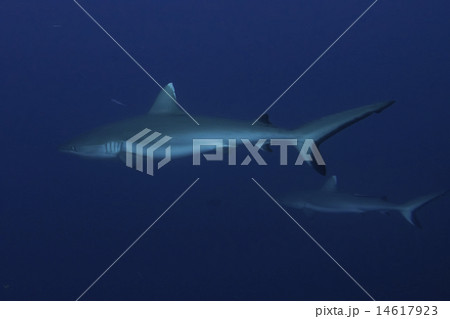 Grey shark jaws ready to attack underwater  14617923