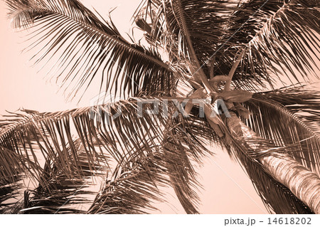Palm tree and coco 14618202