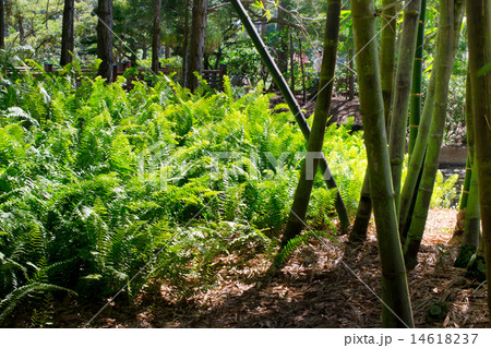 Japanese park, Miami, USA 14618237
