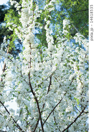 blossomed cherry on blue sky background 14618535