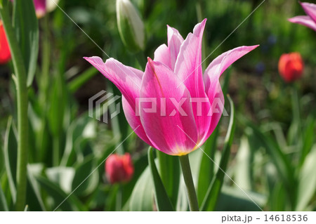 pink tulip in a garden 14618536