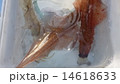 ヤリイカ 14618633