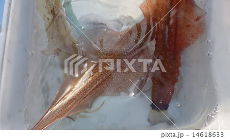 ヤリイカ 14618633