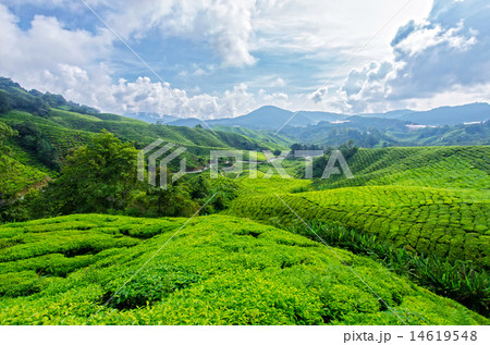 Tea plantation,Cameron Highlands Tea plantation,Cameron Highlands 14619548