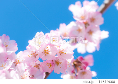 サクラ 青空 初春 サクラ 青空 初春 14619668